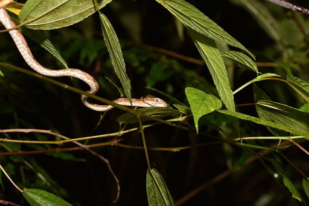 kelung cat snake thin branches