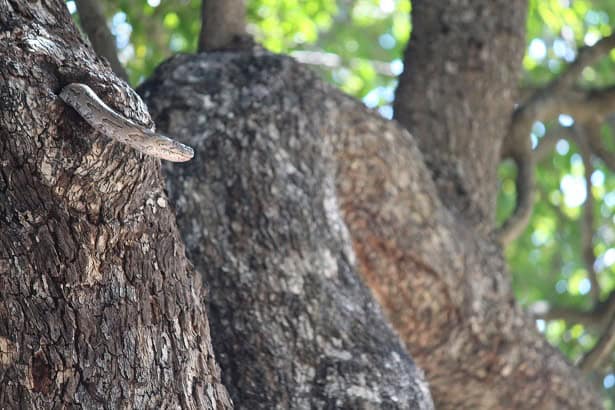 python natalensis tree trunk africa