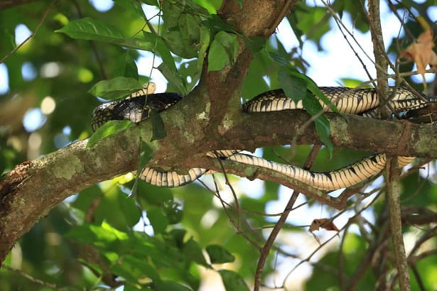 spilotes pullatus tiger ratsnake trees