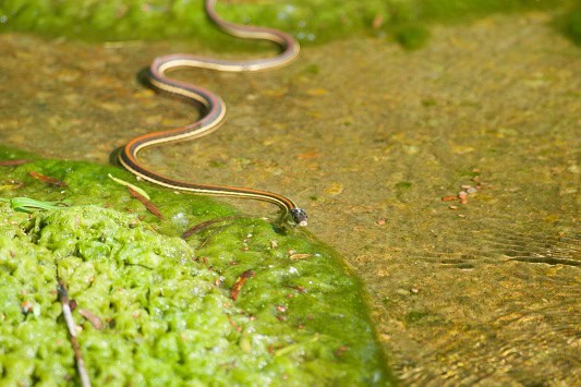 thamnophis proximans western ribbon snake