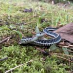 thamnophis sirtalis louisiana garter snake