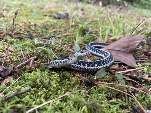 thamnophis sirtalis louisiana garter snake