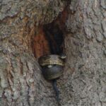 usa ratsnakes pantherophis tree trunks