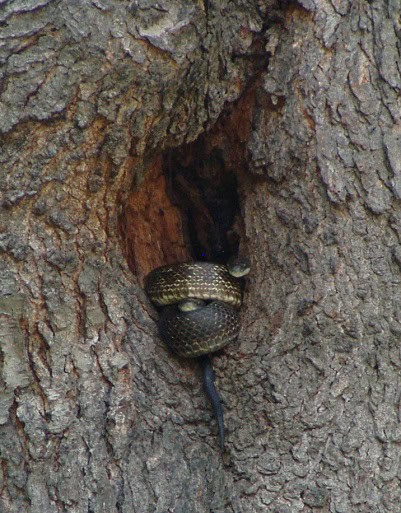 usa ratsnakes pantherophis tree trunks