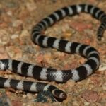 Eastern Bandy Bandy Vermicella annulata