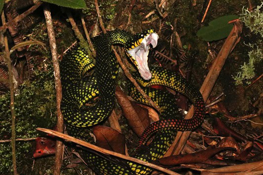 Malcolm’s Pitviper Trimeresurus malcolmi