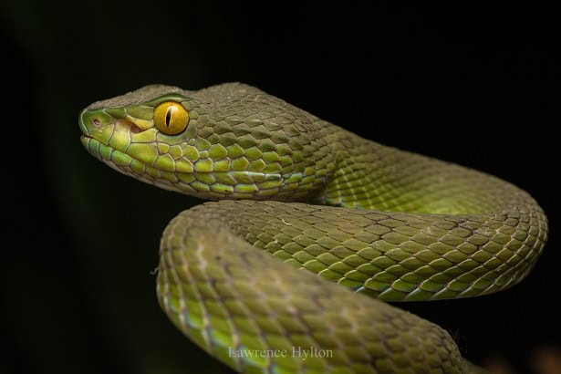 Kramer's Pit Viper Trimeresurus macrops dangerous