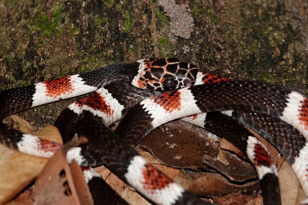 Amazon Banded Snake Rhinobothryum lentiginosum
