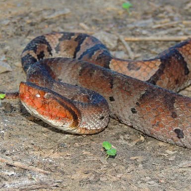 Amazonian Toad-headed Pitviper Bothrocophias hyoprora