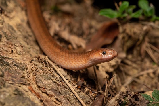 Black Cross-barred Kukri Snake Oligodon cinereus