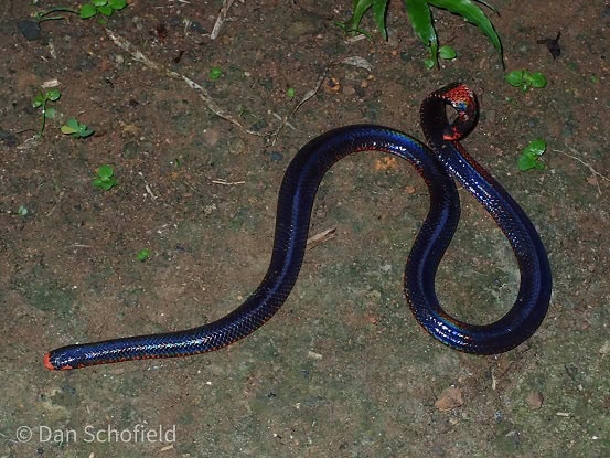 Black Pipe Snake Cylindrophis melanotus