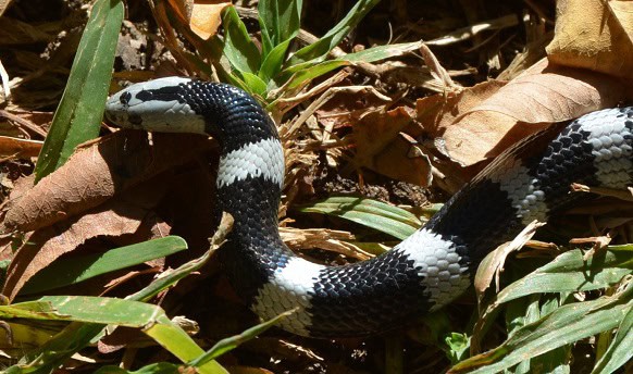 Boulenger's Garter Snake Elapsoidea boulengeri