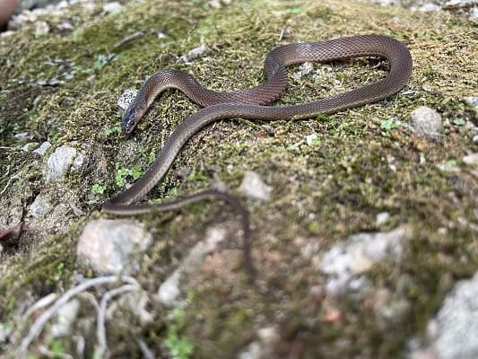 Boulenger's Odd-scaled Snake Achalinus rufescens