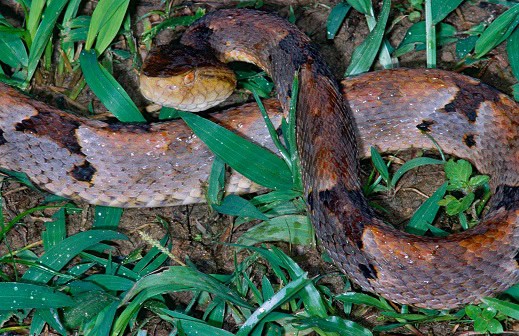 Brazil's Lancehead (Bothrops brazili)