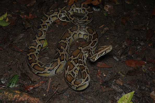 Burmese Python Python bivittatus Thailand