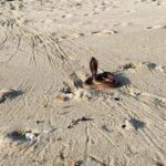 Cape Cobra Naja nivea beach