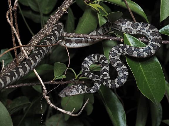 Chilabothrus granti Virgin islands tree boa