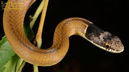 Chinese Many-tooth Snake (Sibynophis chinensis)
