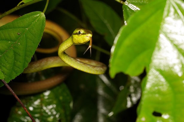 Cope's Vine Snake Oxybelis brevirostris