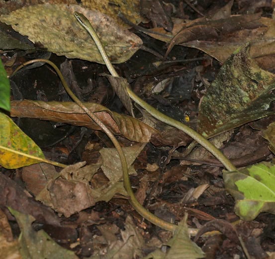 Copper Parrot-Snake Leptophis cupreus