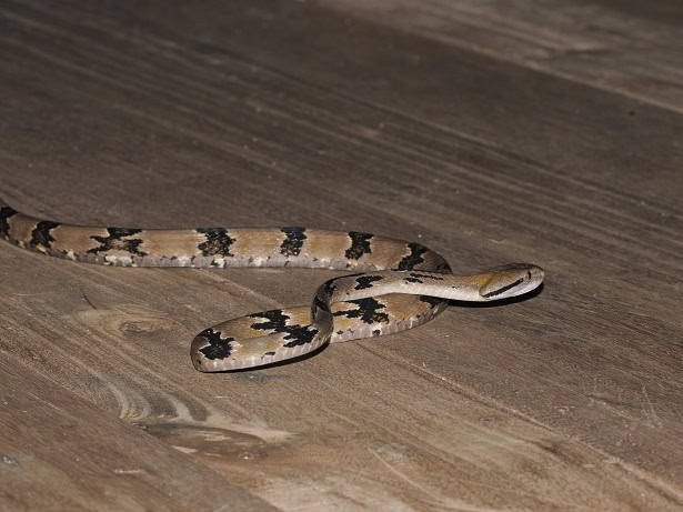 Dog-toothed Cat Snake Boiga cynodon