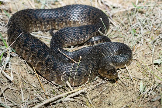 Florida Green Watersnake Nerodia floridana