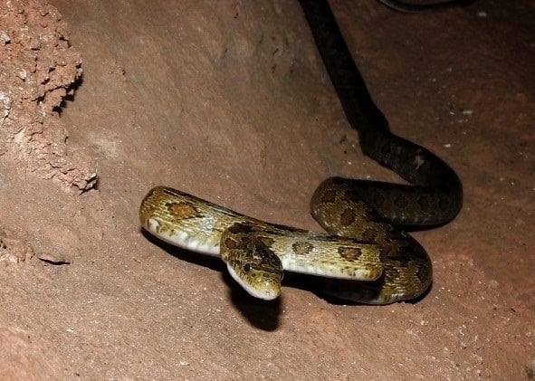 Green Rat Snake Senticolis triaspis