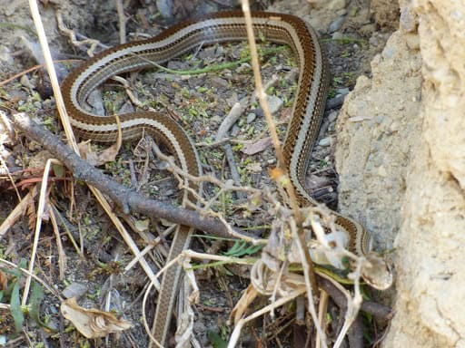 Günther's Green Racer Philodryas psammophidea