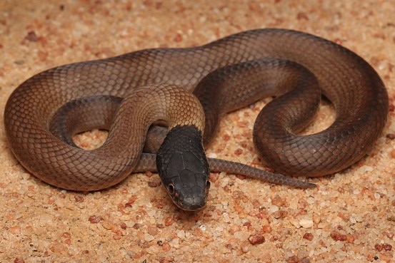 Lake Cronin Snake Paroplocephalus atriceps