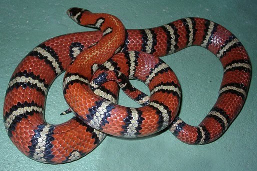 Lampropeltis ruthveni ruthven's kingsnake