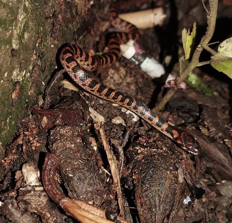 Mangrove Cat-eyed Snake Leptodeira rubricata