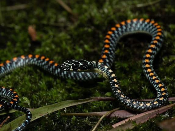 Paradise Flying Snake Chrysopelea paradisi