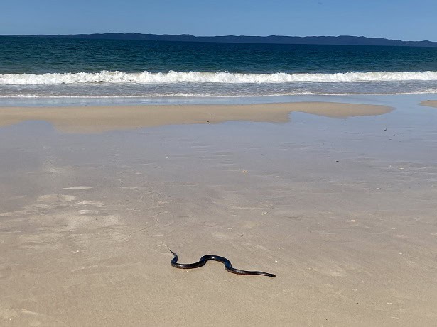 Red-bellied Black Snake beach