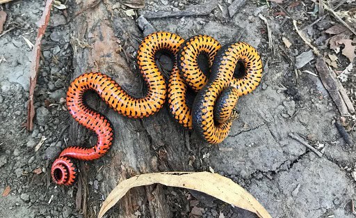 Ring necked Snake, Diadophis punctatus