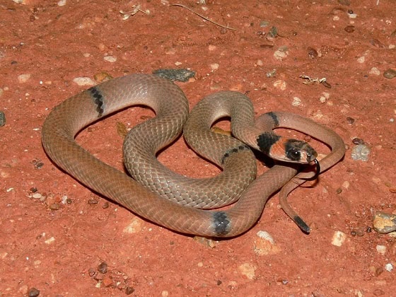 Ringed Brown Snake Pseudonaja modesta