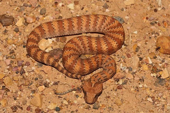 Rough-scaled Death Adder Acanthophis rugosus