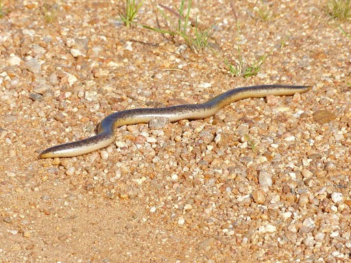 Schlegel’s Beaked Blind Snake Afrotyphlops schlegelii