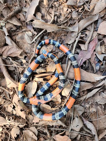 Southern Coralsnake Micrurus frontalis brazil