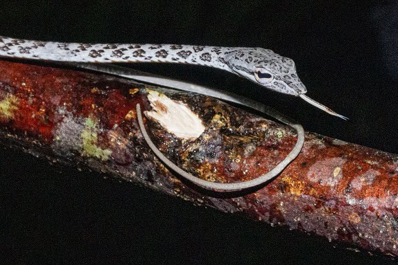 Speckle-headed Whipsnake Ahaetulla fasciolata