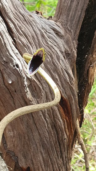 Thornscrub Vine Snake Oxybelis microphthalmus