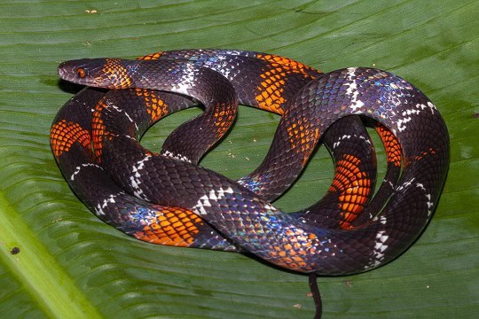 Tschudi's False Coral Snake Oxyrhopus melanogenys