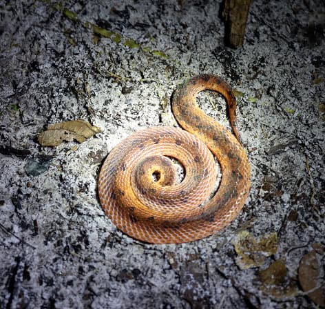 Wucherer's Ground Snake Xenopholis scalaris
