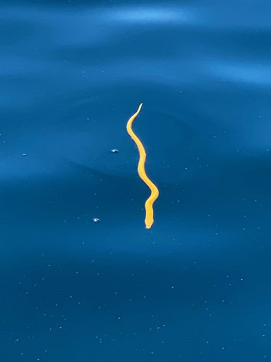 Yellow Sea Snake Hydrophis platurus xanthos