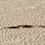 red-tailed boa constrictor beach