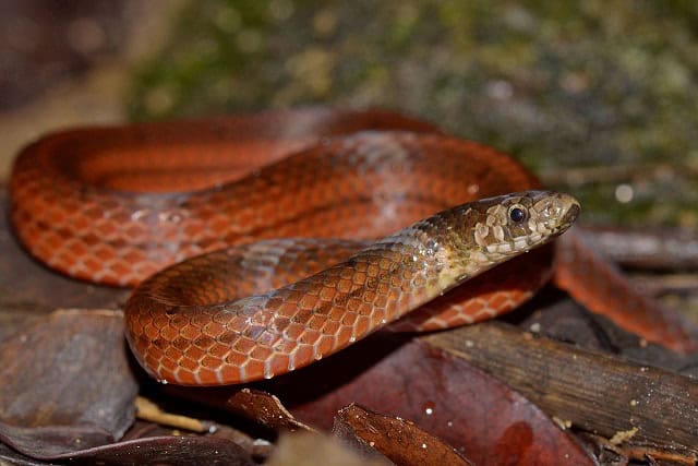 short tail kukri snake Oligodon brevicauda