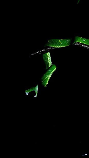 Bothriechis lateralis eerie snake