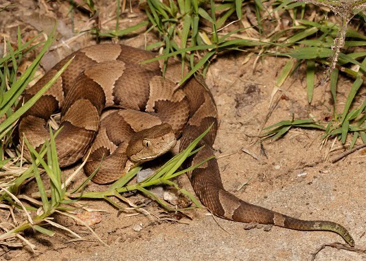Broad-banded Copperhead Agkistrodon laticinctus