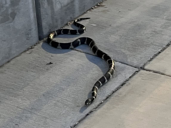 California King Snake Lampropeltis californiae