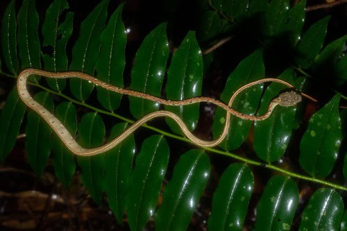Cat Snake (Boiga drapiezii) thin