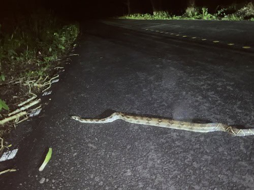 Central American Boa (Boa imperator)